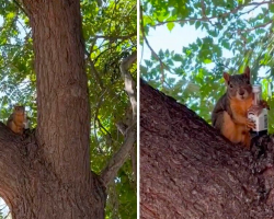 Woman Spots a Squirrel Holding Something Bizarre — And Can’t Believe Her Eyes
