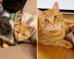 Rescued Pig Meets His Cat Brother — And It’s Love at First Sight