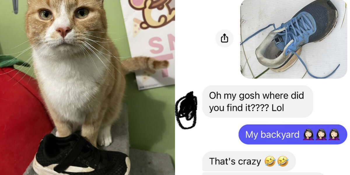Neighborhood Cat Has a Strange Obsession — And It’s with Stealing Nikes