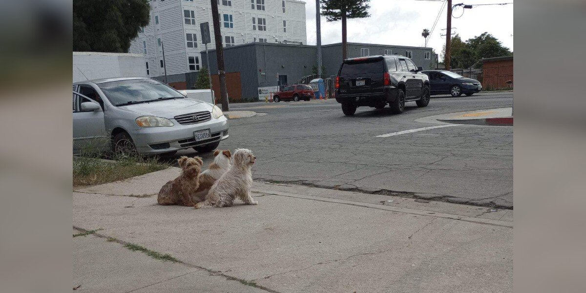 Trio of Abandoned Dogs Refused to Leave Each Other's Side While Waiting for Help