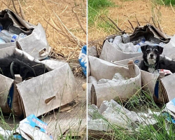 Senior Dog Left Behind in Moving Boxes Still Waited for the Family Who Abandoned Him