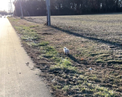 Woman Spots Something Tiny and Pink on the Road — And Knows She Can’t Just Drive By