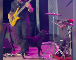 Dog Crashes Concert — And The Drummer’s Response Steals the Show