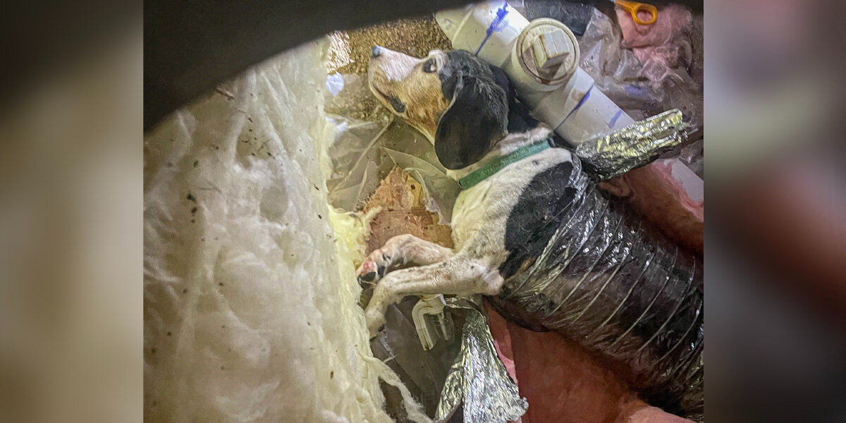Curious Dog Gets Stuck in HVAC System After Secret Adventure Goes Wrong
