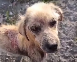 Rescuers Had No Idea What Kind of Dog He Was — Until His Transformation Stunned Everyone
