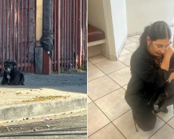 Lost Dog Waited on the Same Street Corner for Months — Until the Day His Family Finally Found Him
