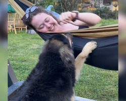 Tourist Finds Street Dog at Her Cabin — And He Refuses to Leave Her Side