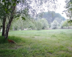 Security Camera Captures Wholesome ‘Disney Moment’ Between Unlikely Animal Friends