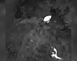Scientists Use Drones to Spot ‘Near-Mythical’ Tree Kangaroos Hidden in the Rainforest Canopy