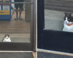 Chubby Cat Becomes Local Donut Shop’s Most Loyal (and Adorable) Customer