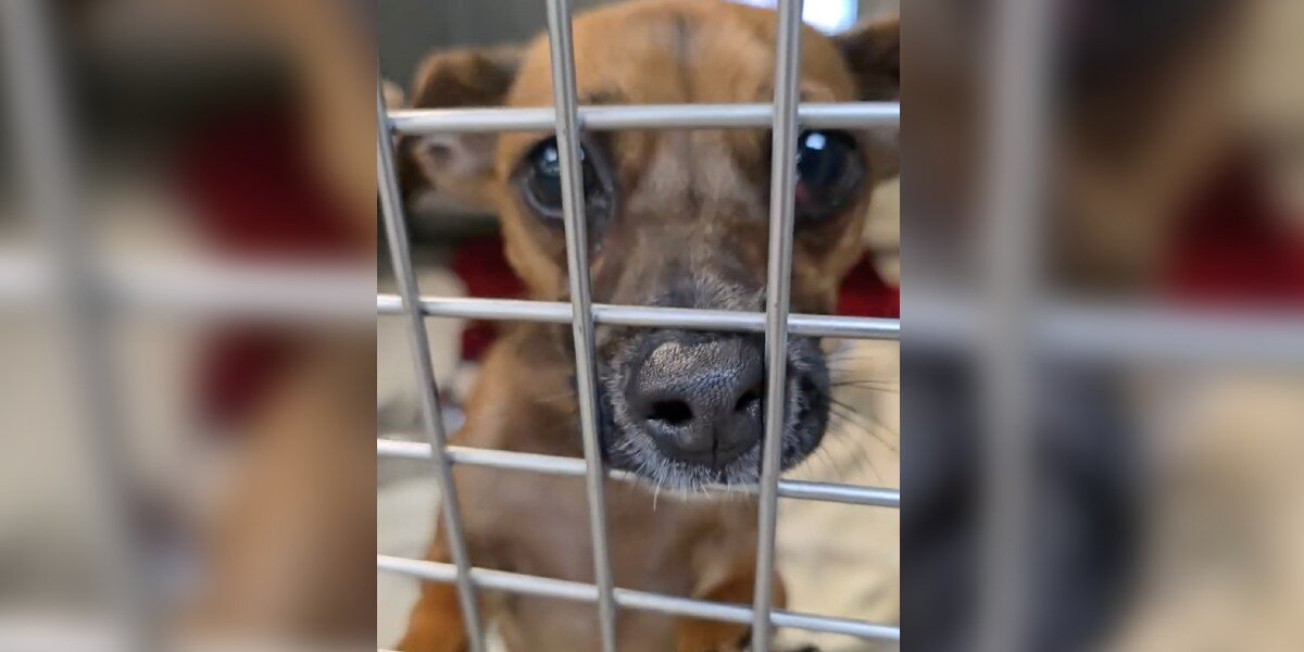 Puppy Returned to Shelter 5 Times Still Hopes Someone Will Love Him Forever