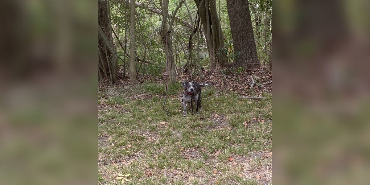 Rescuers Heartbroken After Finding Abandoned Dog Tied Behind Cemetery