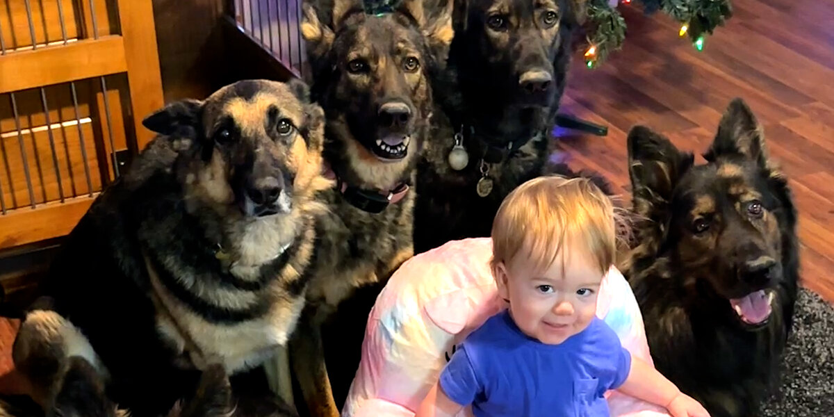 Baby Girl Raised By Six German Shepherds Adorably Thinks She's One of the Pack