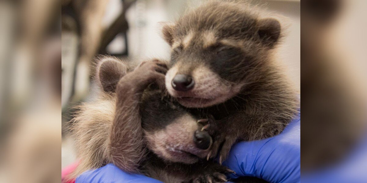 Truck Driver Finds Out She Gave Two Baby Raccoons a Cross-Country Ride