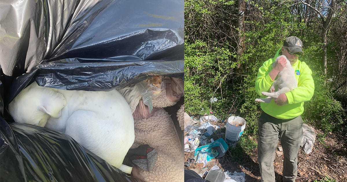 Trash Crew Finds Puppy Abandoned in Garbage Bag — One Man Instantly Knows It’s Fate