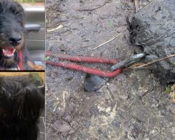 Beloved Dog Found Dead in River, Community Devastated by Deliberate Act of Cruelty