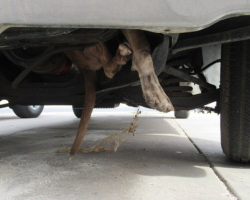 Driver Hears Barking — Then Spots a Dog’s Foot Hanging Out of Her Car Engine