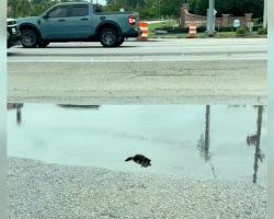 Couple Spots Tiny Furball in a Puddle — and Ends Up With an Unexpected Gift