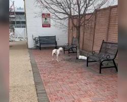 Dog Left Tied to a Tree Can’t Stop Wagging His Tail When Help Arrives