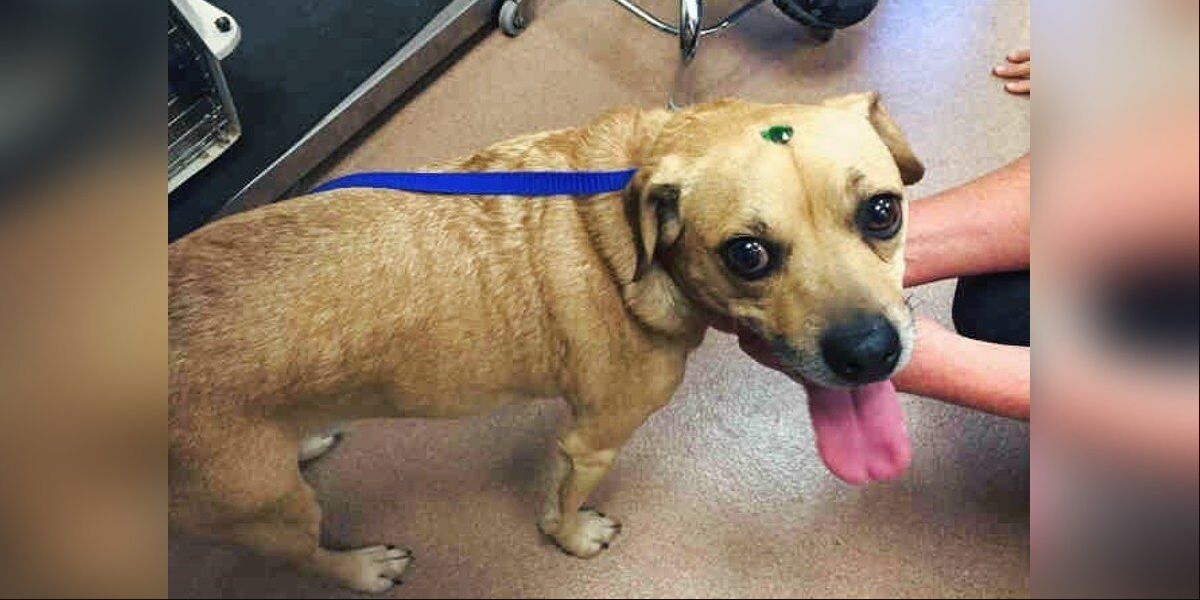Shelter Workers Baffled When Two Dogs Arrive With Sparkling Forehead “Mystery”
