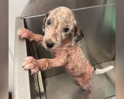 Stray Puppy Covered in Painful Scabs Is Now Unrecognizable — Thanks to Love