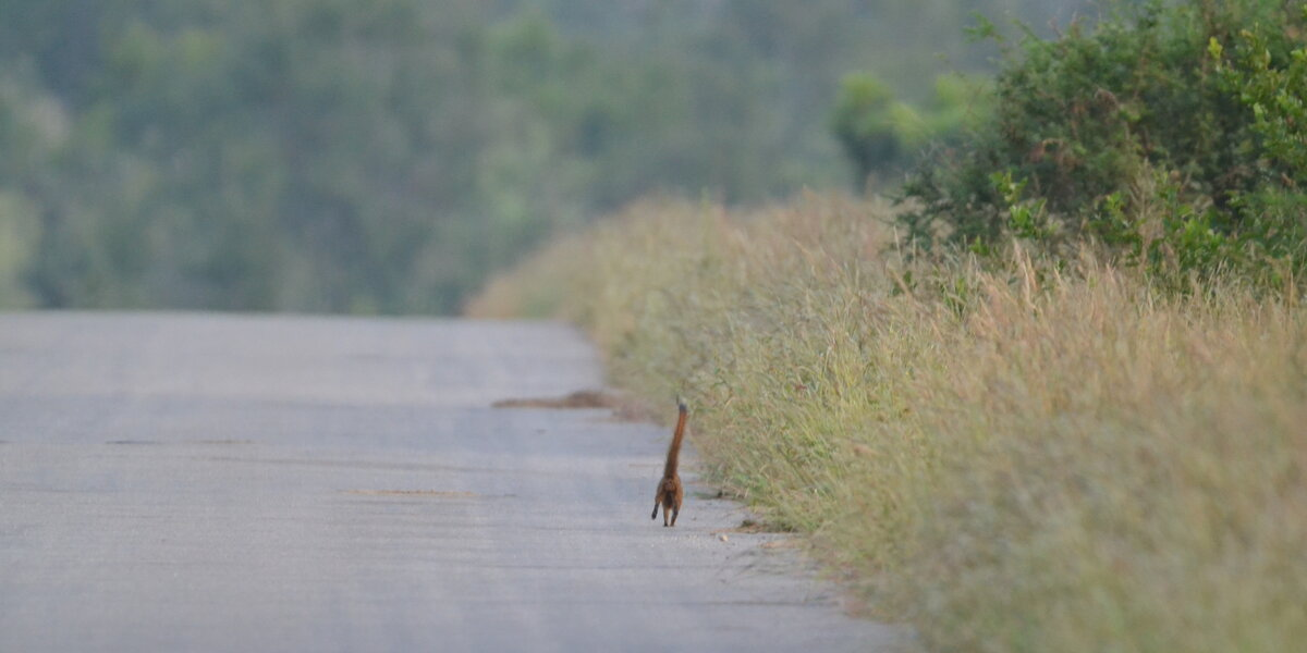 People Can’t Stop Laughing at This Photo of a “Tiny Giraffe” — But the Truth Is Even Better