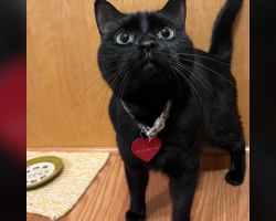 Woman Finds Something Strange on Her Cat’s Collar — Then Reads the Message and Gasps