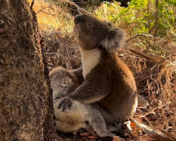 Koala Refuses to Leave Fallen Companion, Breaking Rescuers’ Hearts With One Tender Act