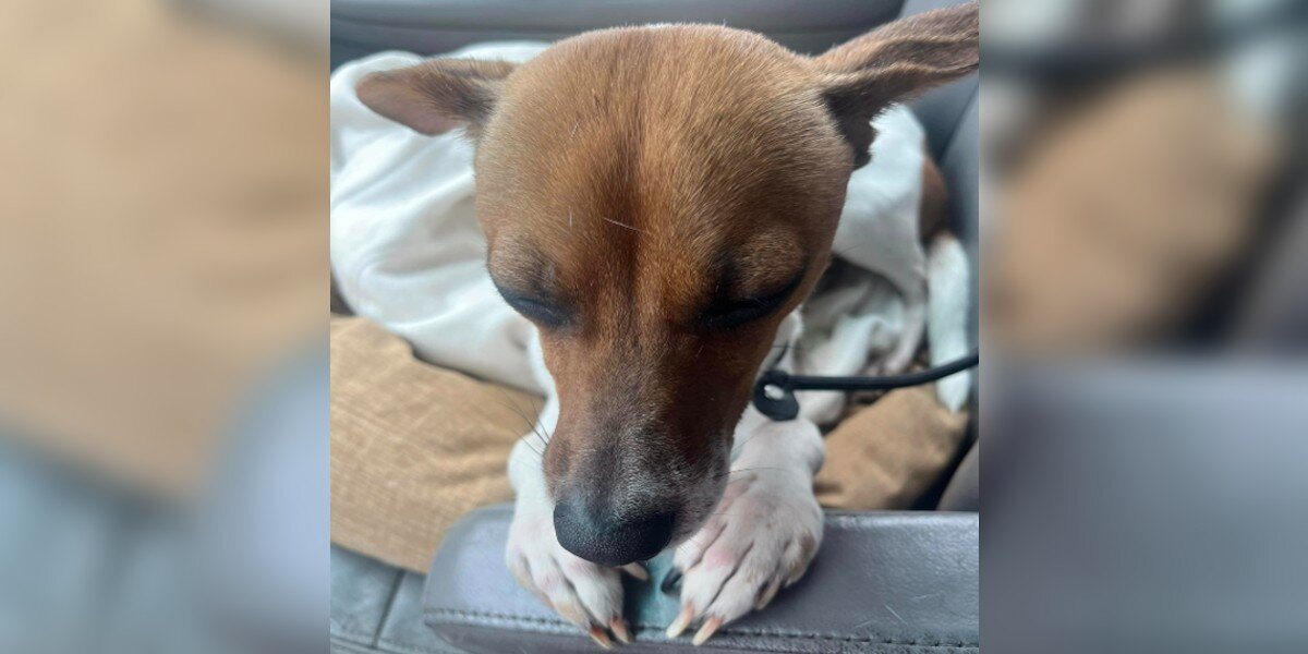 Abandoned Dog Sleeps in ‘Prayer’ Pose After Realizing She's Finally Safe