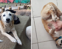 Dog Spends 11 Years in Shelter — Then Finally Finds the Family of His Dreams