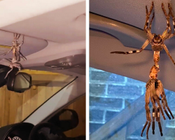 Man Opens Car Door And Finds a Giant Spider in the Middle of a Very Weird Moment