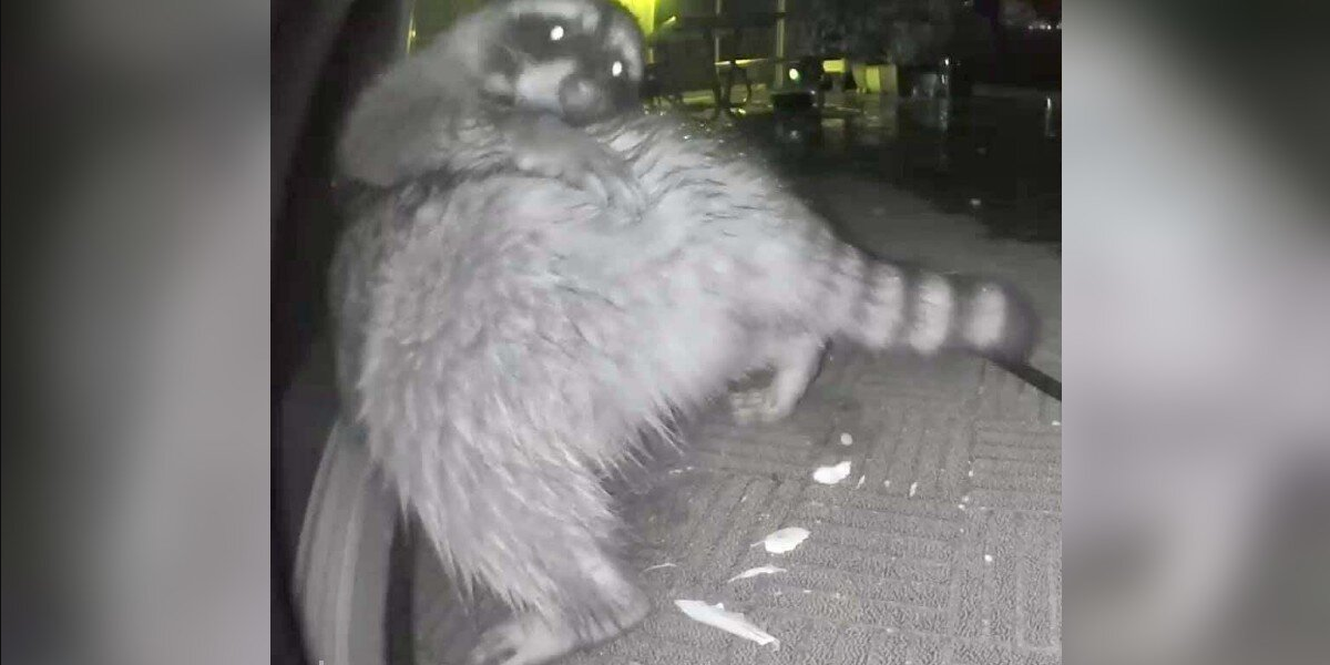 Raccoon Unknowingly Becomes a Viral Star With an Itchy Mishap