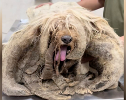 Dog Trapped Alone on Rooftop for Years Finally Gets His Dream Come True