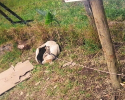 Security Guards Discover Abandoned Dog Family Tied to Shelter Sign