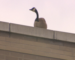 Grieving Goose Refuses to Leave Mall Where He Last Saw His Mate