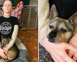 Rescue Finds Hilariously Perfect Way to Comfort Clingy Senior Dog