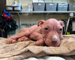 Sick Puppy Who Looked Like a ‘Little Piglet’ Beats the Odds Thanks to Loving Vet Team