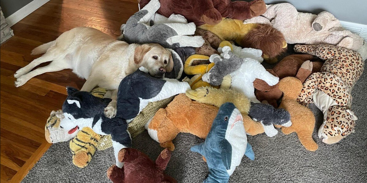 Sweet Labrador Has the Cutest Daily Routine With Her Stuffed Animal Collection