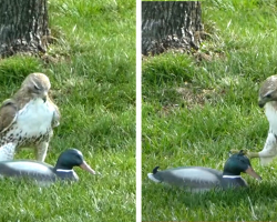 Confused Hawk Can’t Believe This ‘Duck’ Isn’t Scared of Him