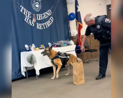 Police Officers Throw Adorable Retirement Party for Beloved K-9