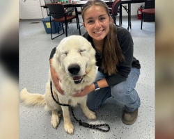 Senior Dog Fakes Being Frail — Just to Find the Perfect Home