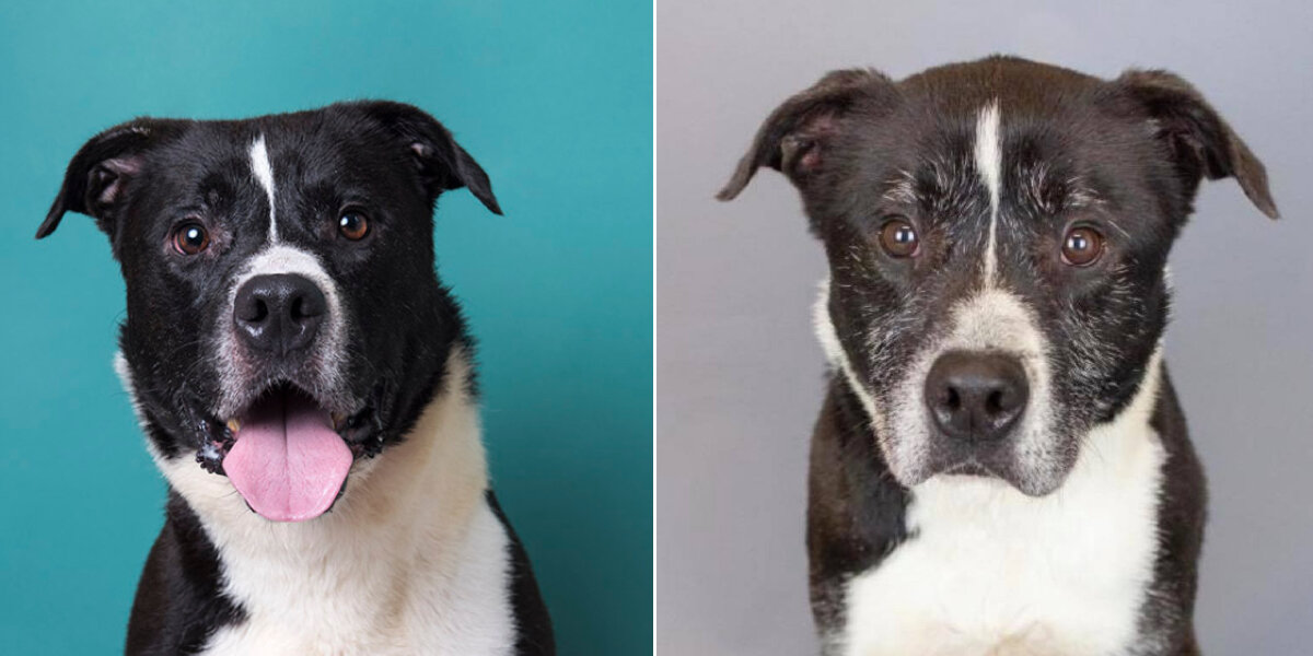 Before-And-After Photos Reveal How Long This Sweet Dog Has Waited For a Home