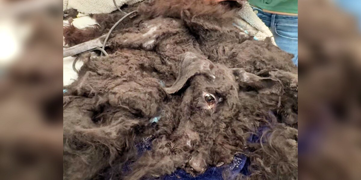 Dog Covered in Matted Fur Reveals a Heartbreaking Truth Beneath