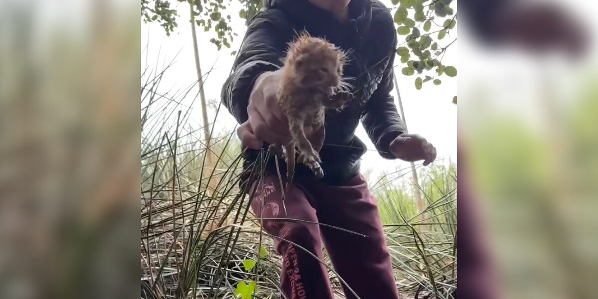 Man Hears Tiny Cries During Hailstorm — Ends Up Saving a Whole Litter