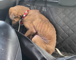 Dog on Death Row Refused to Look at Anyone — Until Love Changed Everything