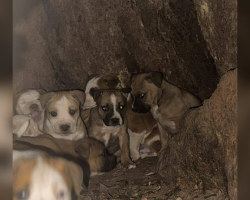Woman Peeks Into Tree Trunk — And Finds 11 Tiny Puppies Waiting For Help