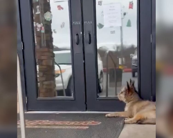 Blind Pup Collapses Outside Diner — But One Woman Refuses to Look Away