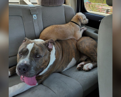 Oversized Pittie With a Giant Heart Keeps Getting Overlooked for One Reason