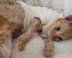 Meet Archie: The Fearless Kitten Who Survived Unthinkable Pain — and Inspired the World