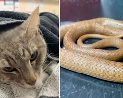 Brave Family Cat Dies Saving Children From Venomous Snake
